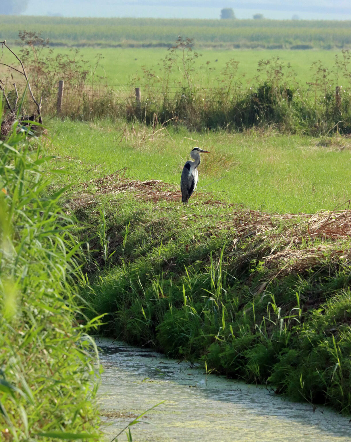 Heron Somerset